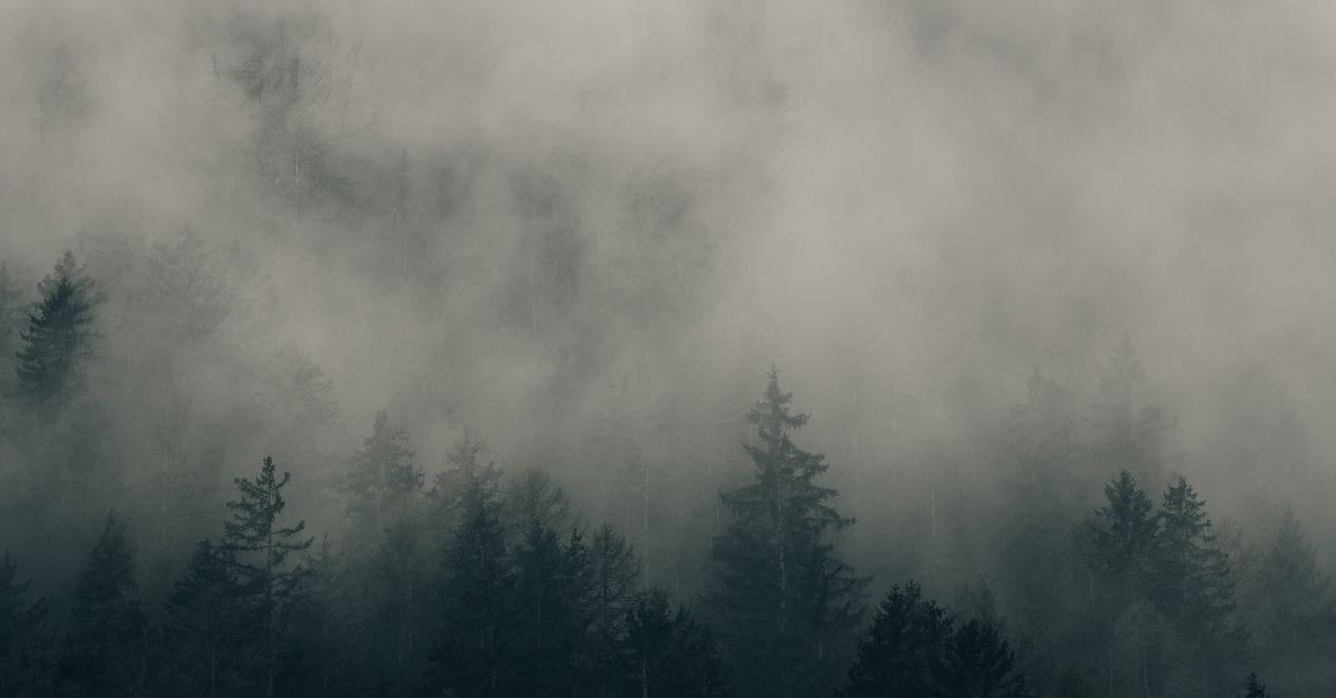 Leśna mgła w sypialni: fototapeta, która wycisza, powiększa i zachwyca